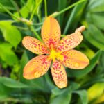 ヒオウギの花の画像です。