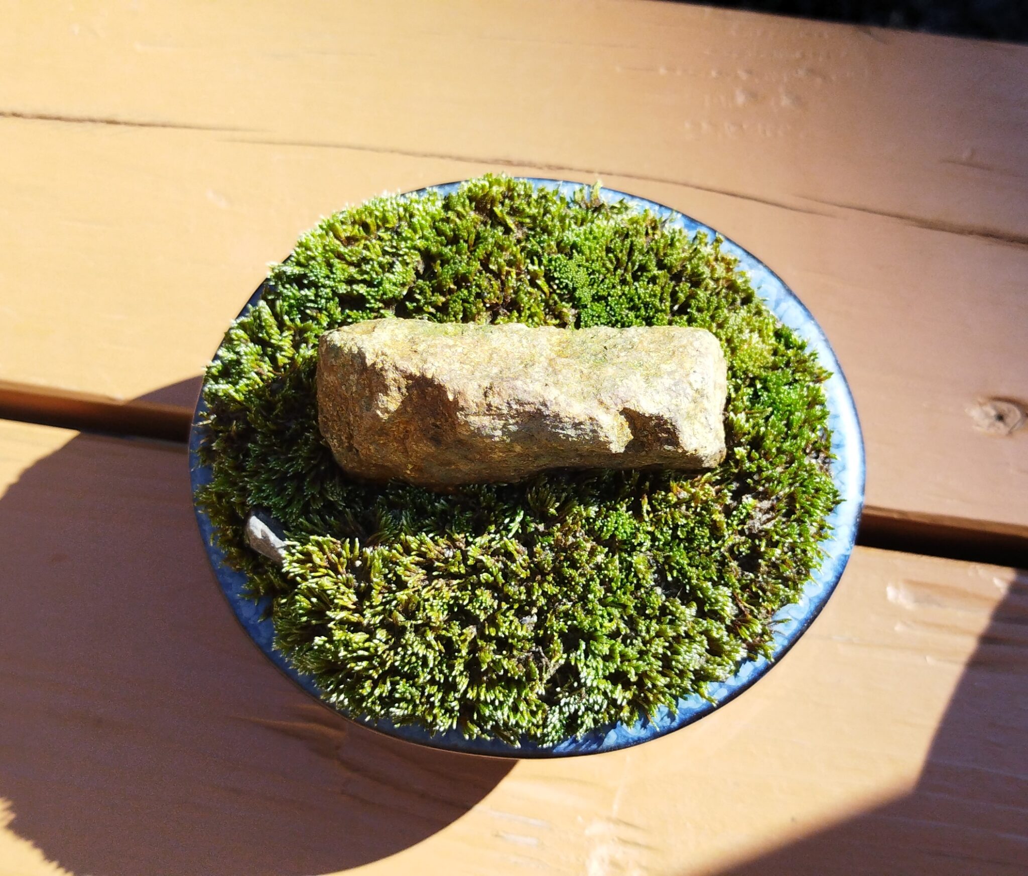 【苔盆栽】作り方・育て方