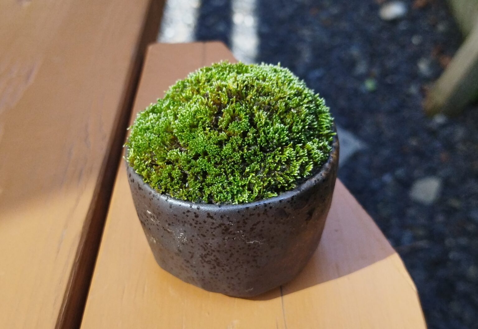 【苔盆栽】作り方・育て方