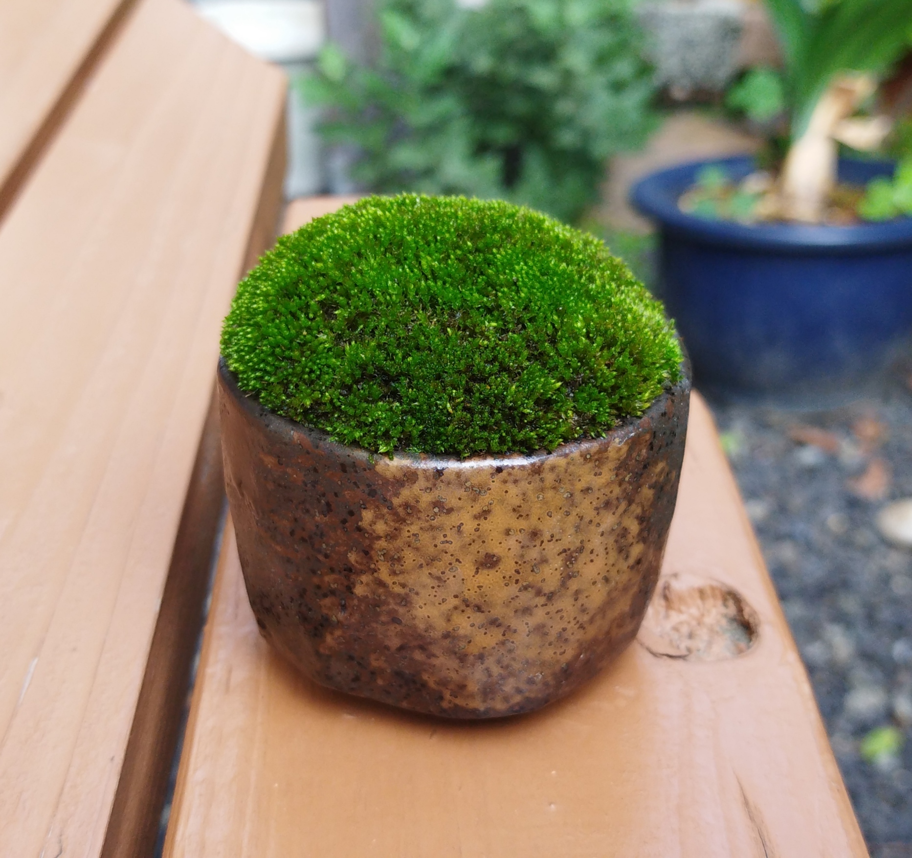 苔盆栽(苔島唐から来た鑑真の舟） 観葉植物