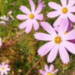 コスモスの花の画像です。