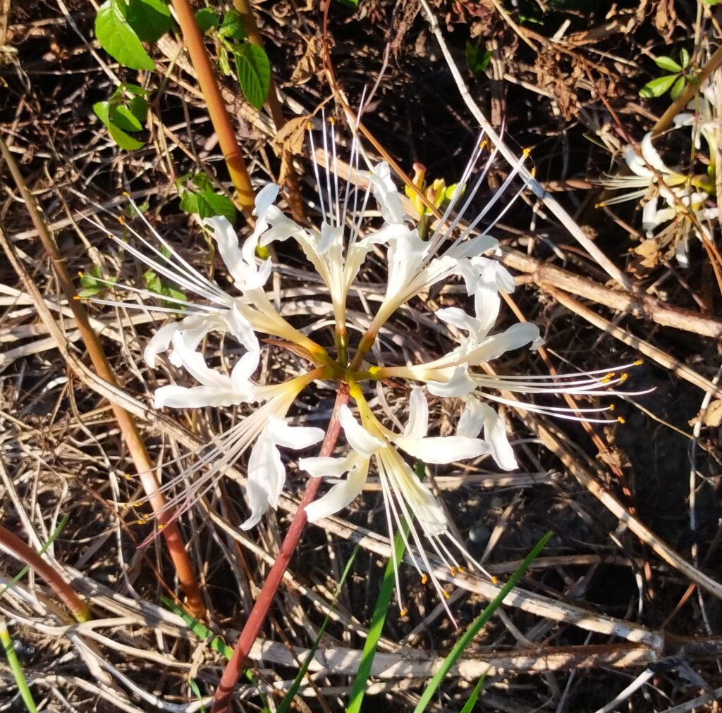 白い花のヒガンバナの画像です。