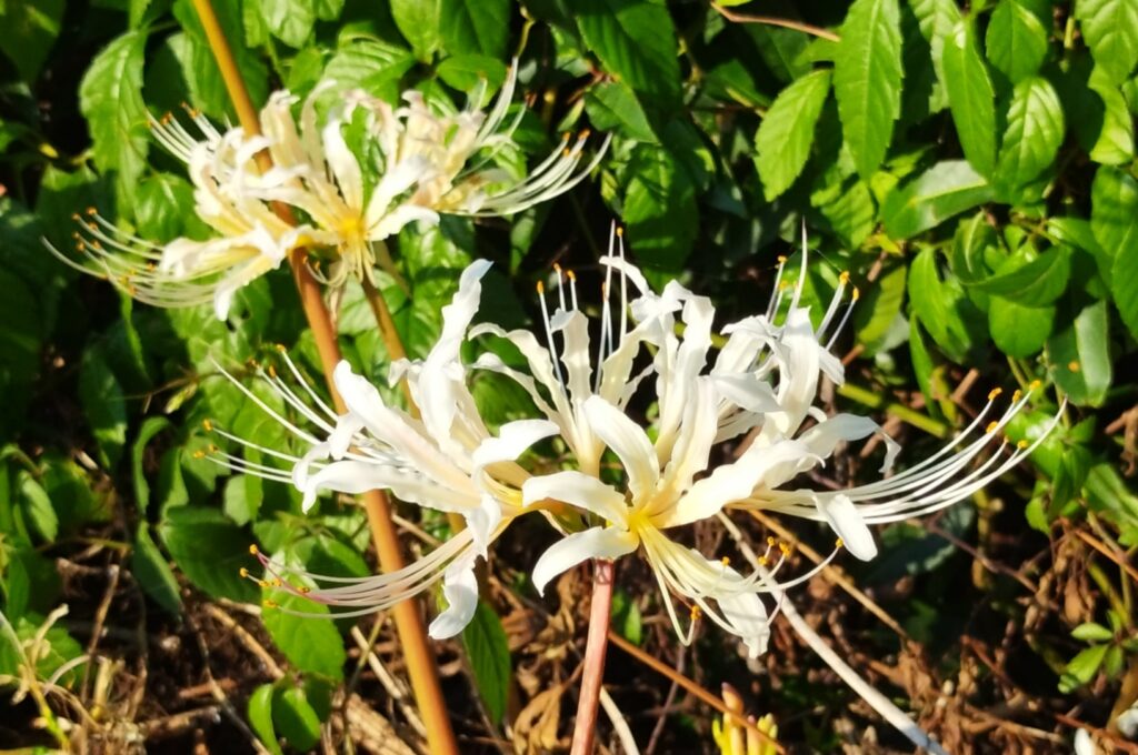 白い花のヒガンバナの画像で