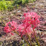 ヒガンバナの花の画像です。