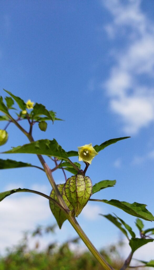 ヒロハフウリンホオズキの実と花の画像です。