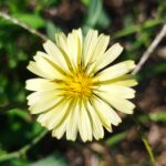 アキノノゲシの花の画像です。