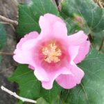 フヨウの花の画像です。