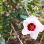 ヤノネボンテンカの花の画像です。