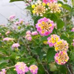ランタナの花の画像です。