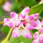 ミゾソバの花の画像です。