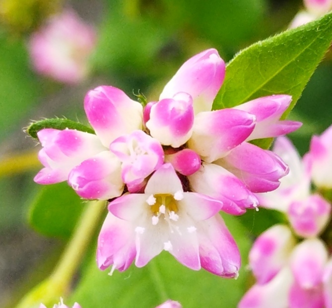 ミゾソバの花の画像です。