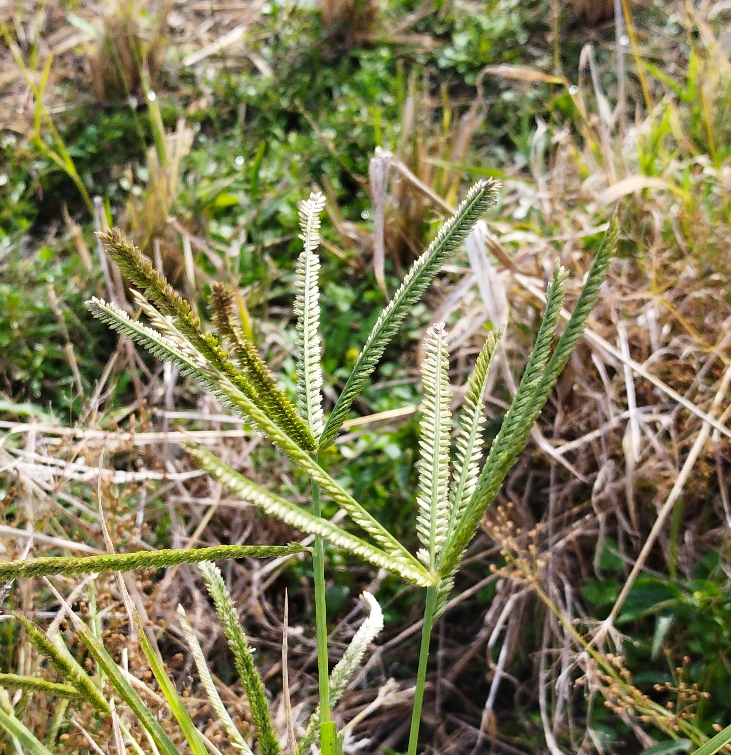 【山野草図鑑】山野草の名前、種類を写真で確認!