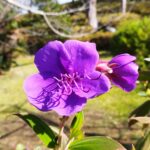 ノボタンの花の画像です。