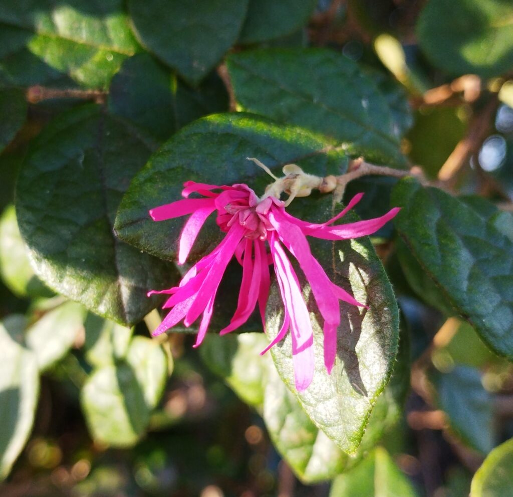ベニバナトキワマンサクの花の画像です。