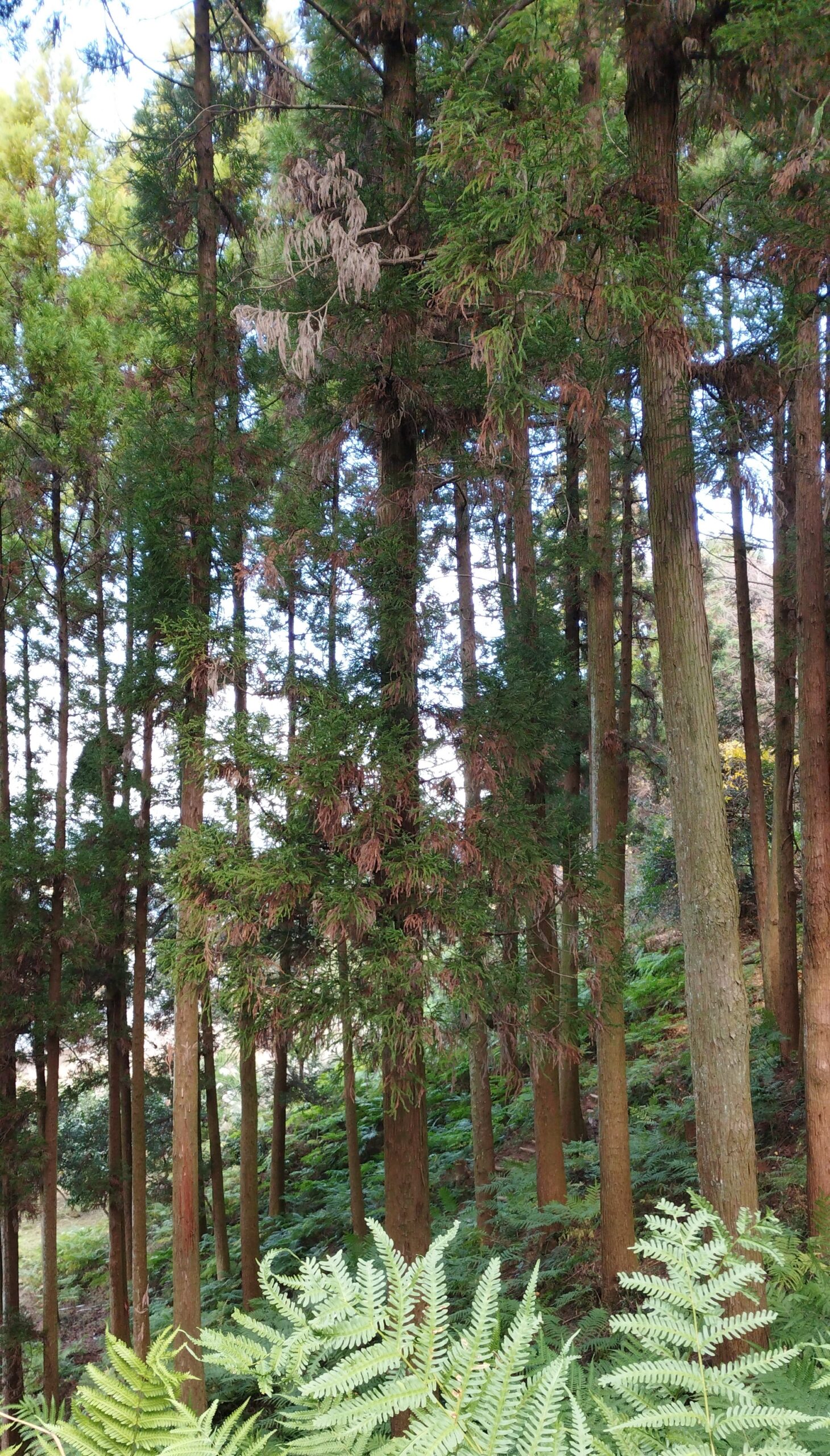 杉の木の画像です。