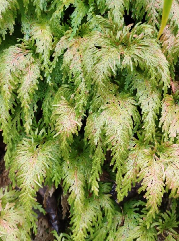 【シダ図鑑】 シダ植物の名前、種類を写真で確認!