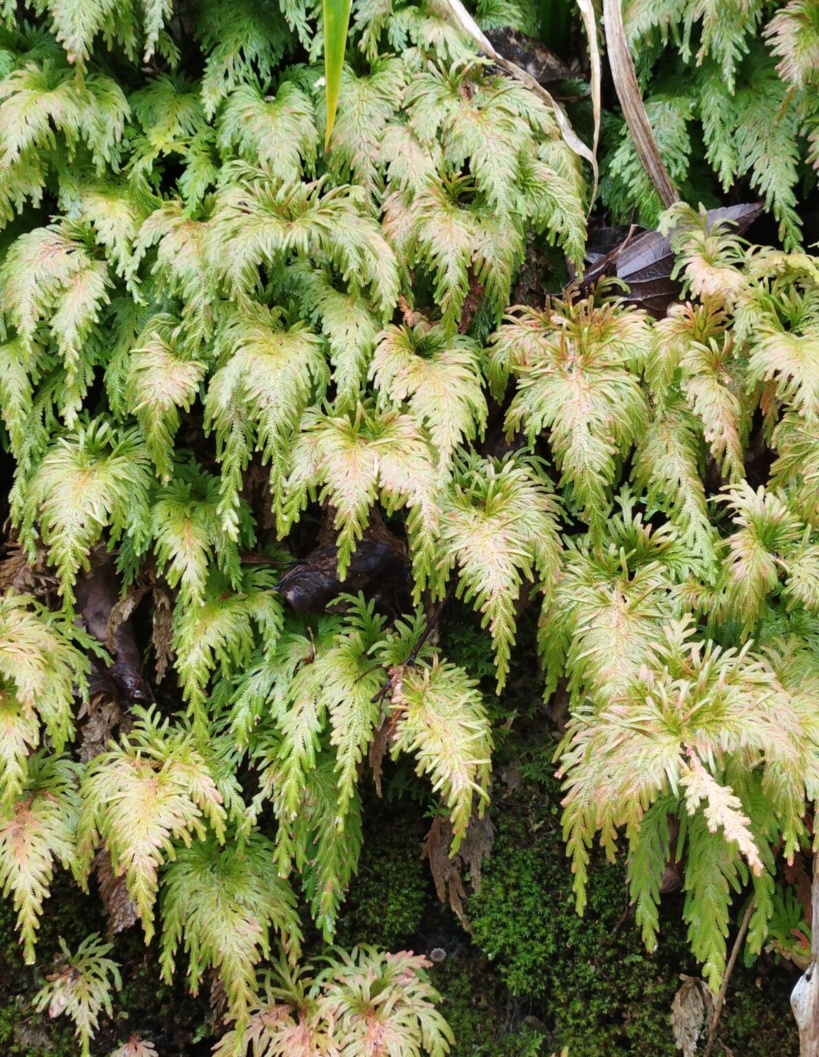 【シダ図鑑】 シダ植物の名前、種類を写真で確認!