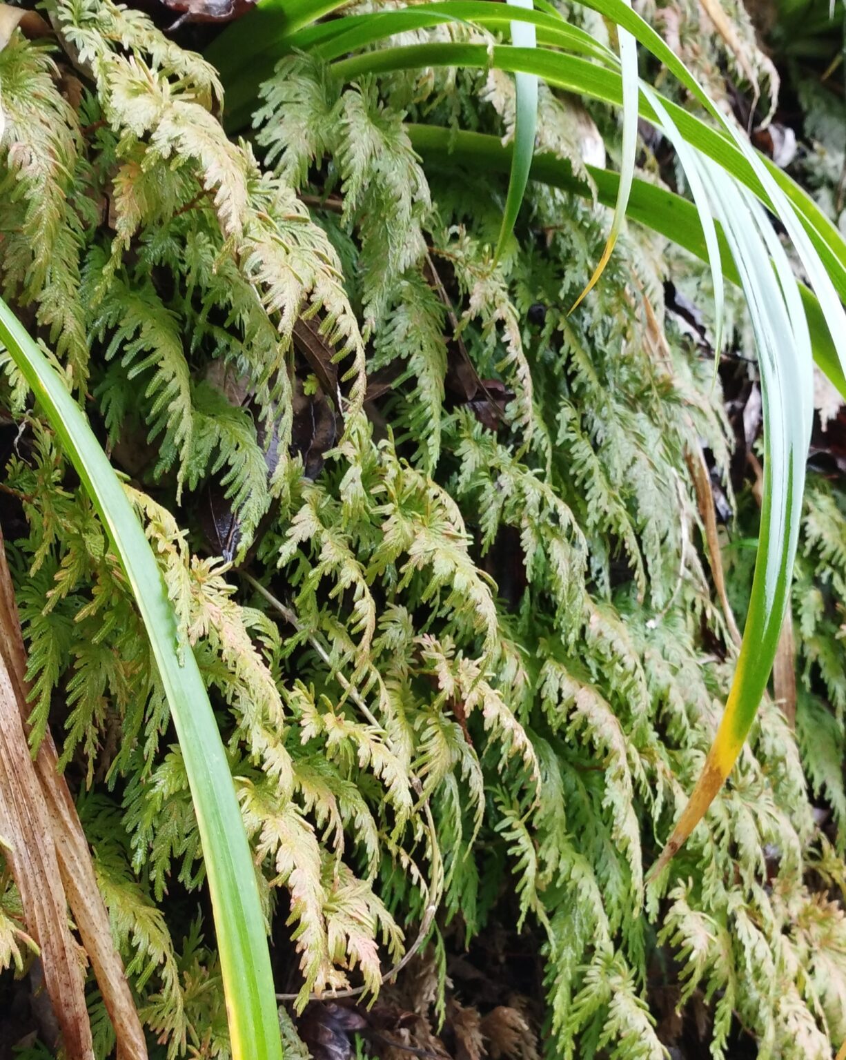 【シダ図鑑】 シダ植物の名前、種類を写真で確認！