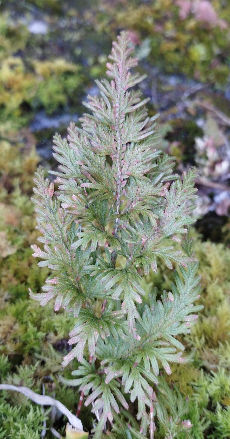 【シダ図鑑】 シダ植物の名前、種類を写真で確認!