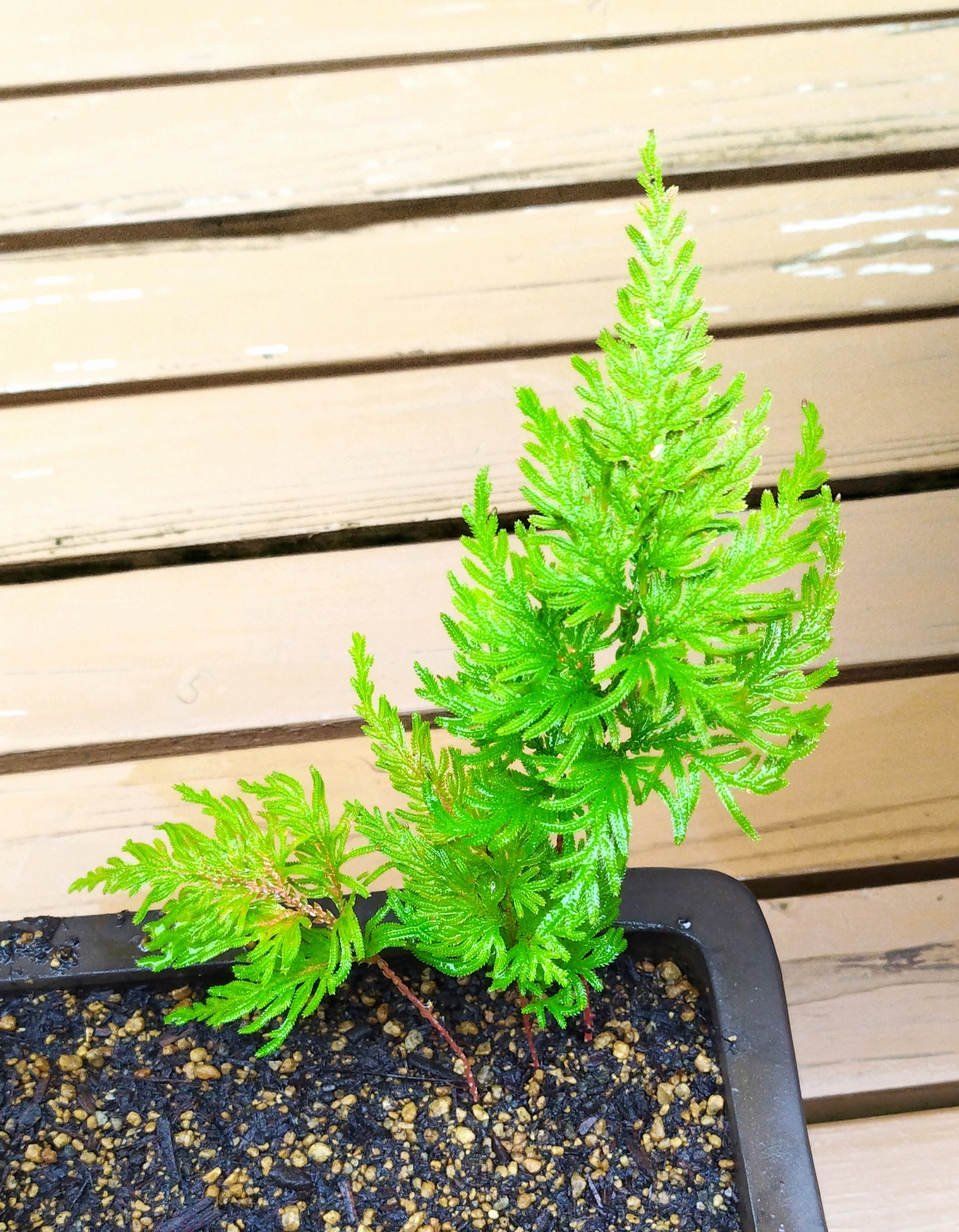 ヒバの木の育て方 特徴 – 植木ヒバの種類 – 植物図鑑プラントブック-庭木、観葉植物、花の育て方 – MLSQH