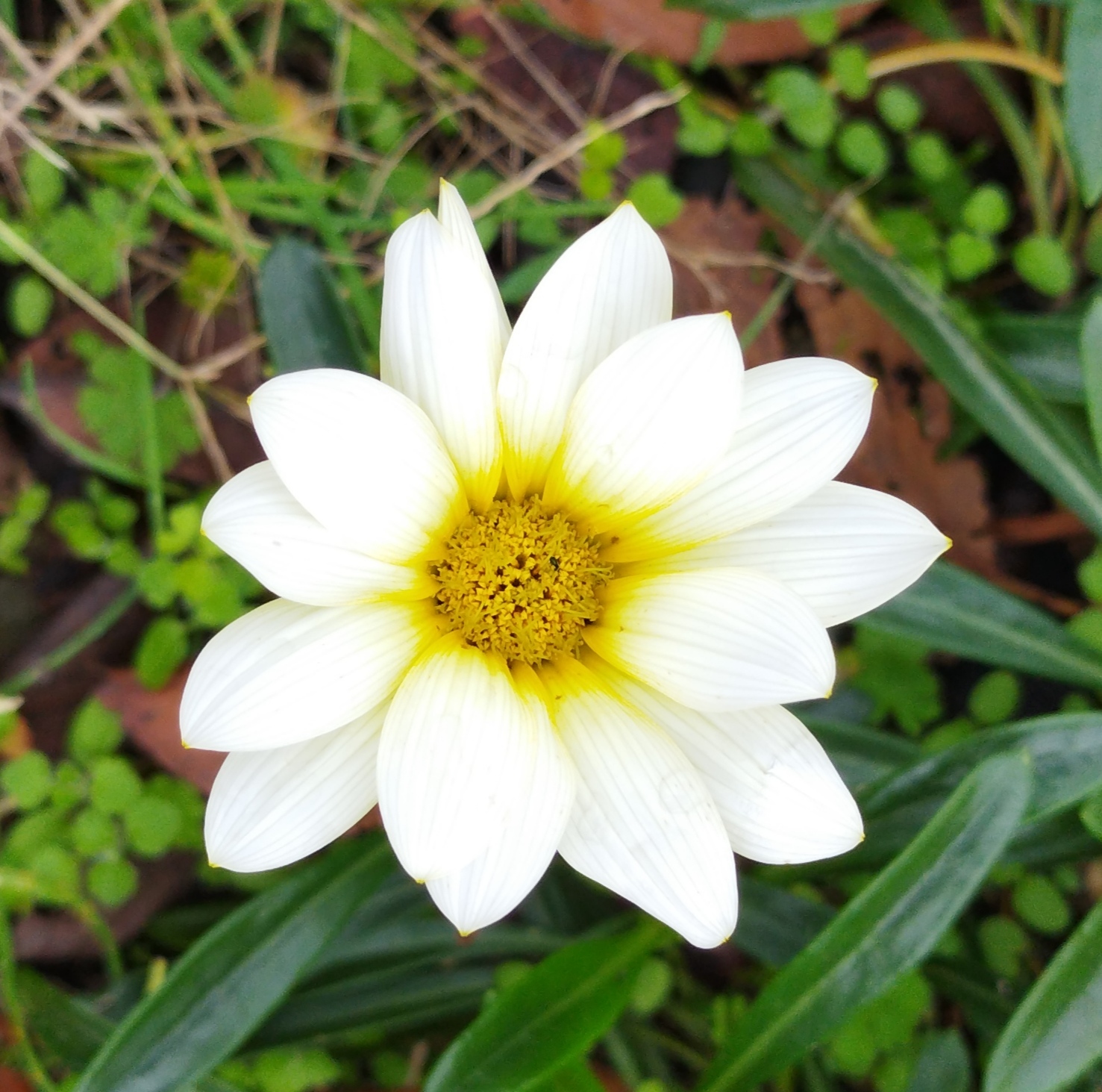 ガザニアの花の画像です。