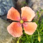 ナガミヒナゲシの花の画像です。