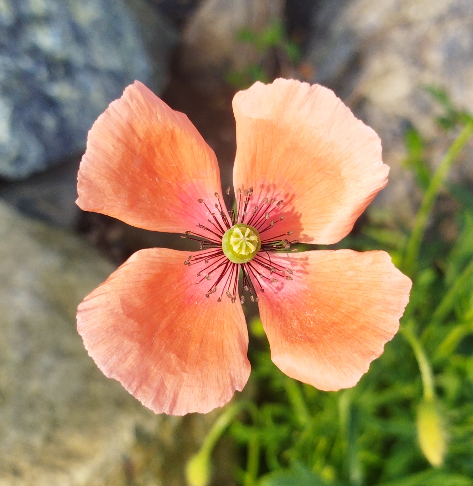 ナガミヒナゲシの花の画像です。