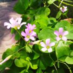 ムラサキカタバミの画像です。