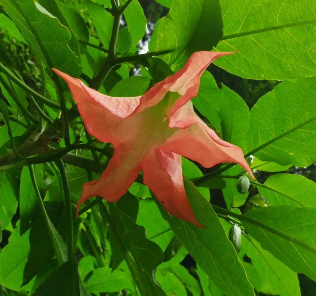 キダチチョウセンアサガオの花の画像です。
