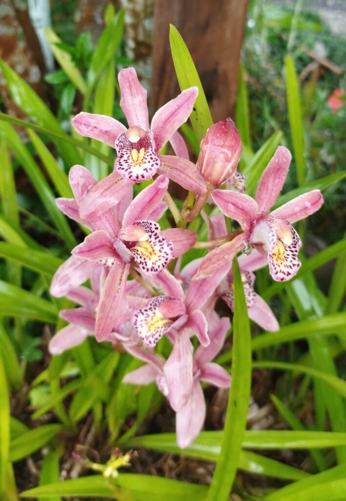 シンビジウムの花の画像です。
