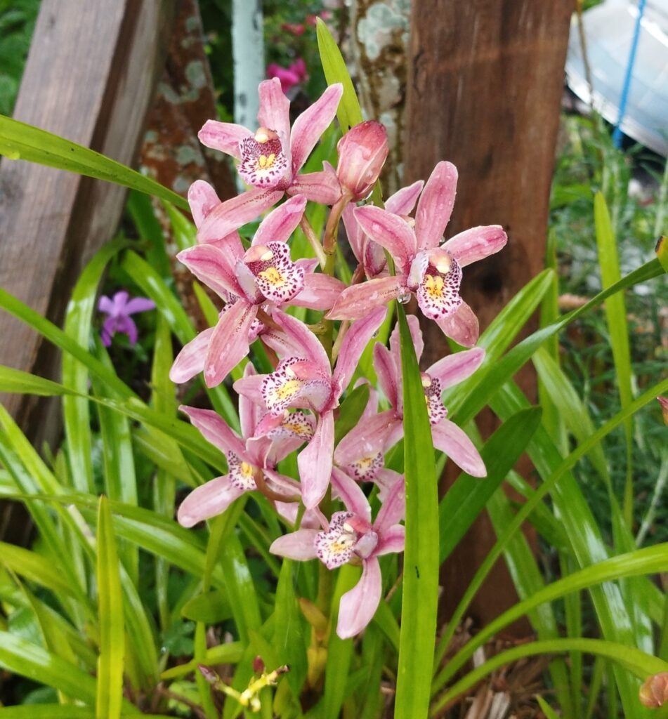 シンビジウムの花の画像です。