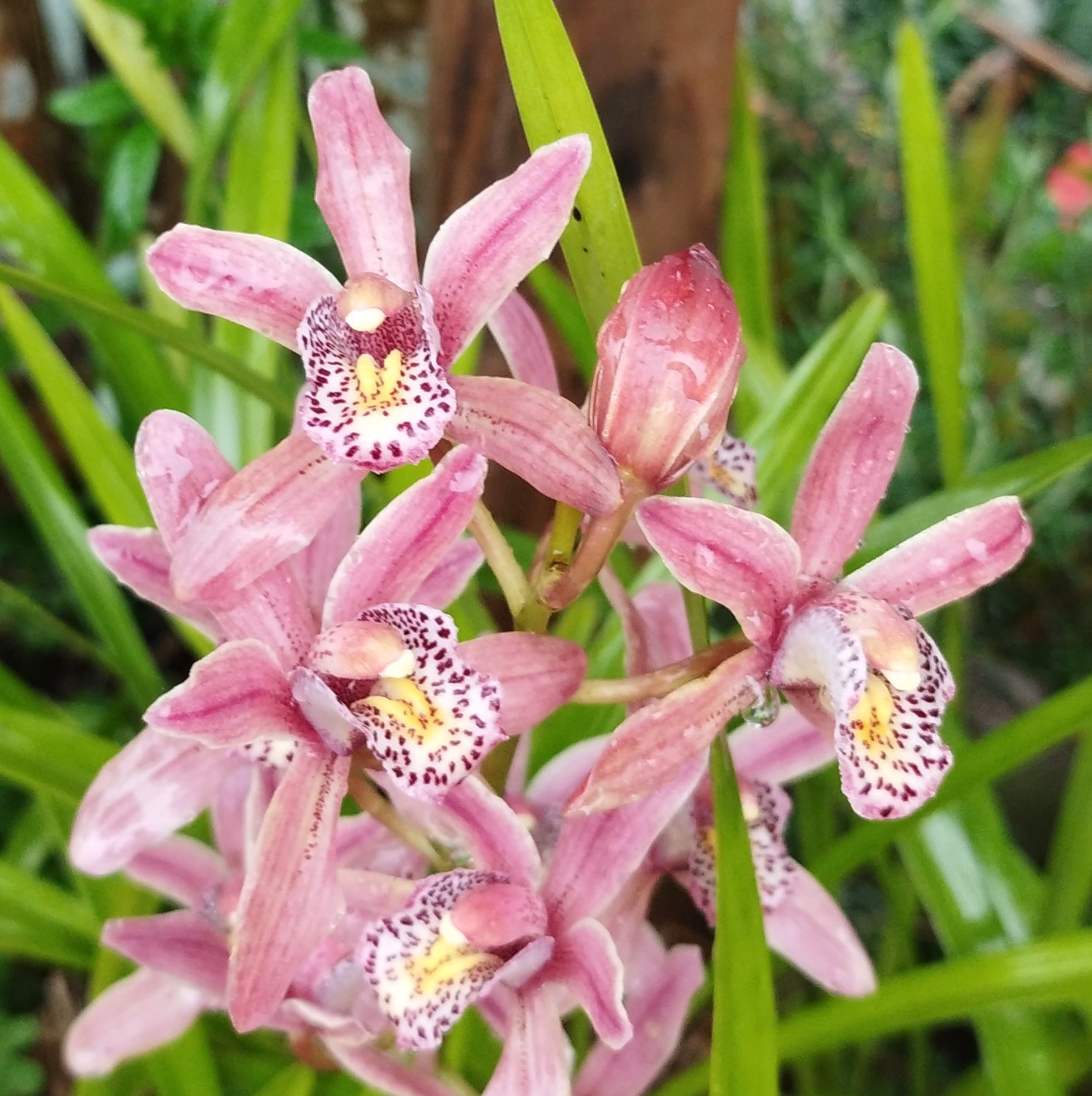 シンビジウムの花の画像です。