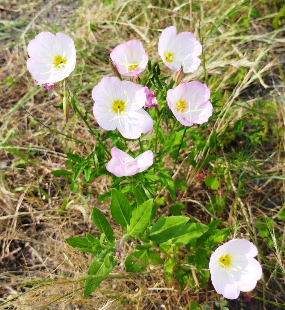 ヒルザキツキミソウの花の画像です。