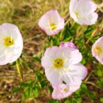 ヒルザキツキミソウの花の画像です。