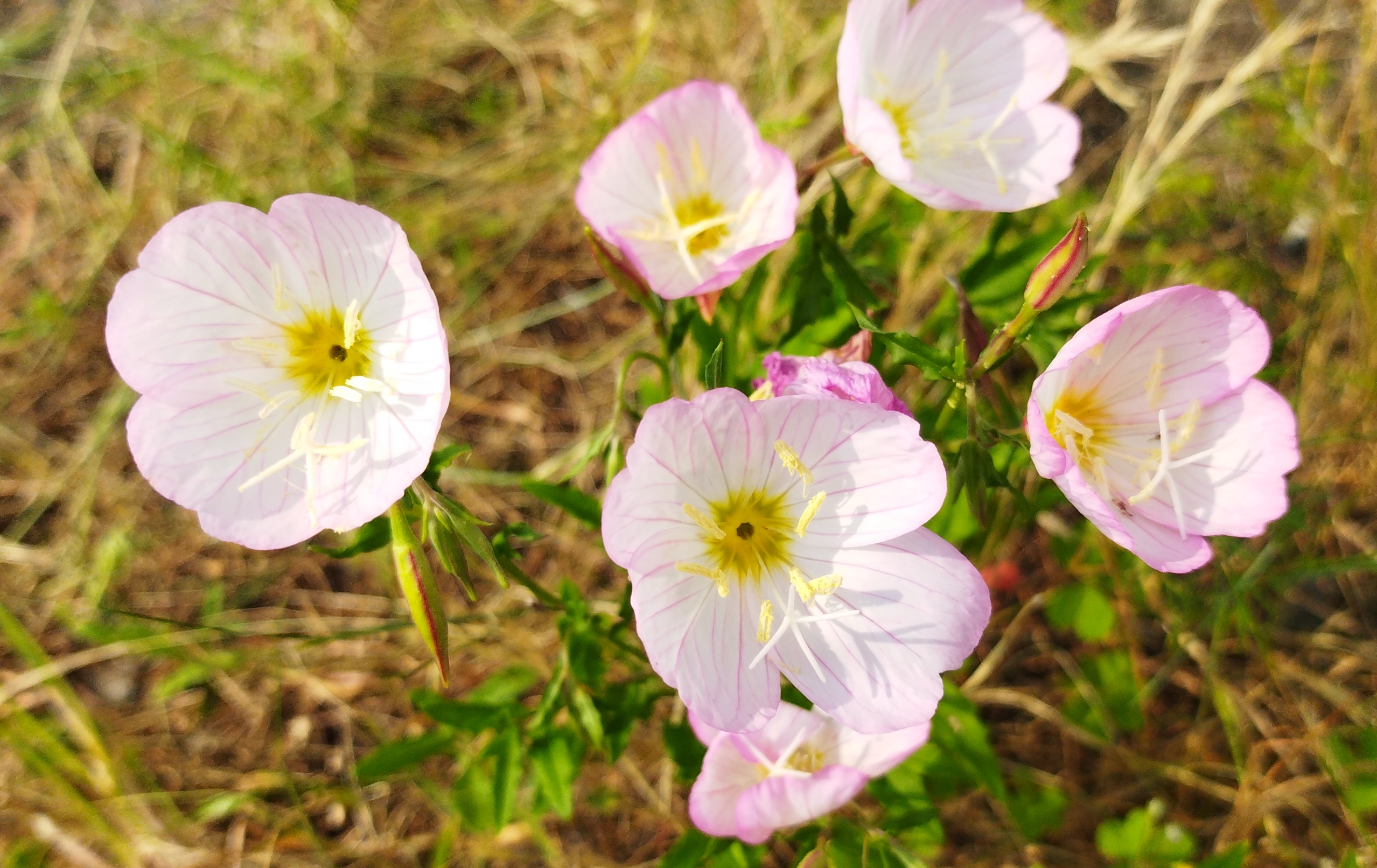 ヒルザキツキミソウの花の画像です。