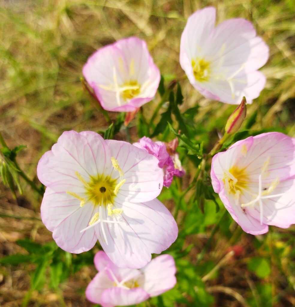 ヒルザキツキミソウの花の画像です。