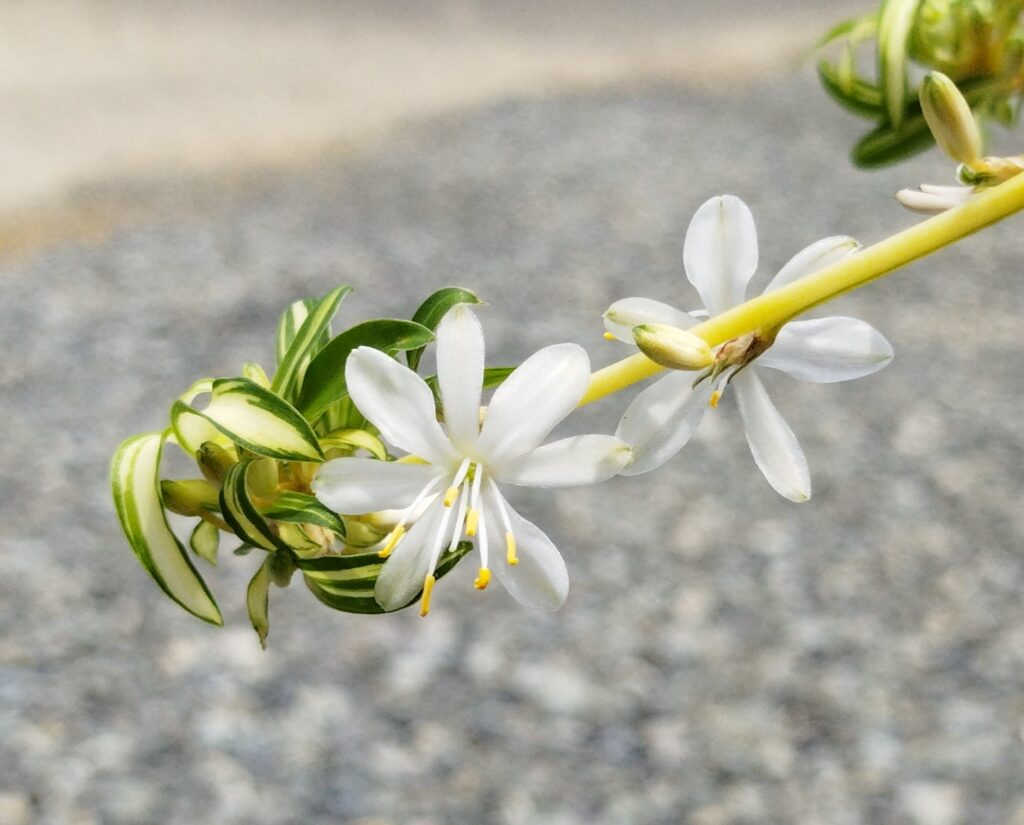 オリヅルランの花の画像です。